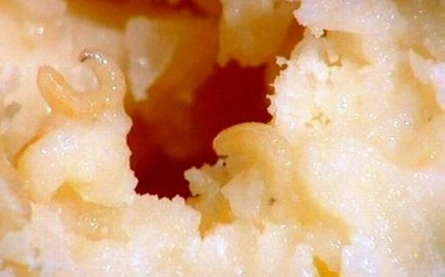 Блюда с живыми животными Блюда с живыми животными