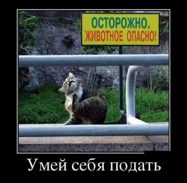 Демотиваторы