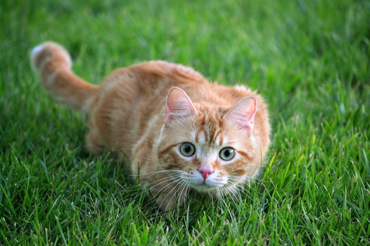 Привычки кошек, которые мы воспитываем сами Привычки кошек, которые мы воспитываем сами