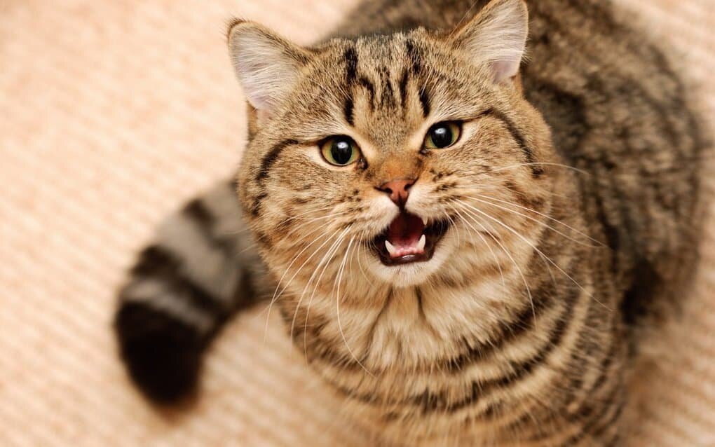 Привычки кошек, которые мы воспитываем сами Привычки кошек, которые мы воспитываем сами
