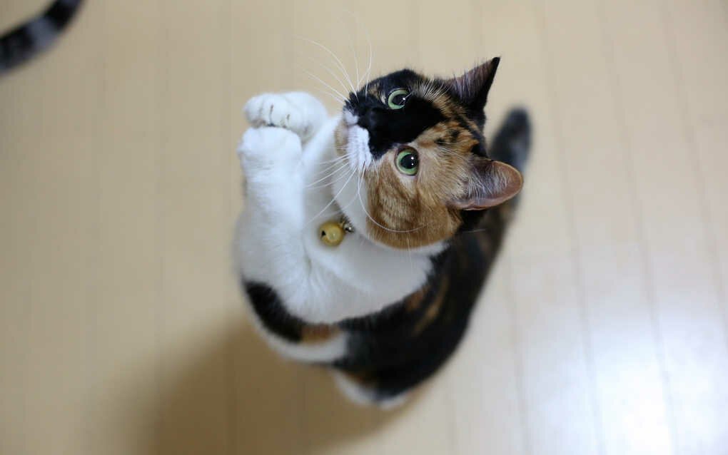 Привычки кошек, которые мы воспитываем сами Привычки кошек, которые мы воспитываем сами