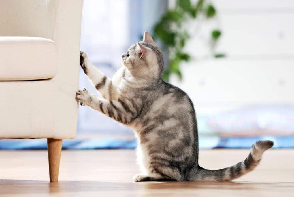 Привычки кошек, которые мы воспитываем сами Привычки кошек, которые мы воспитываем сами