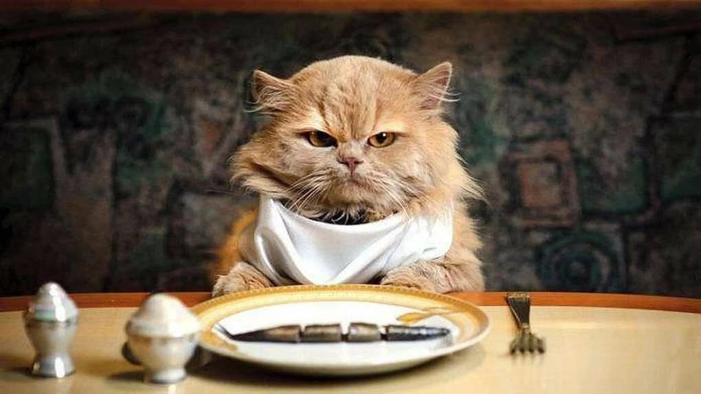 Привычки кошек, которые мы воспитываем сами Привычки кошек, которые мы воспитываем сами