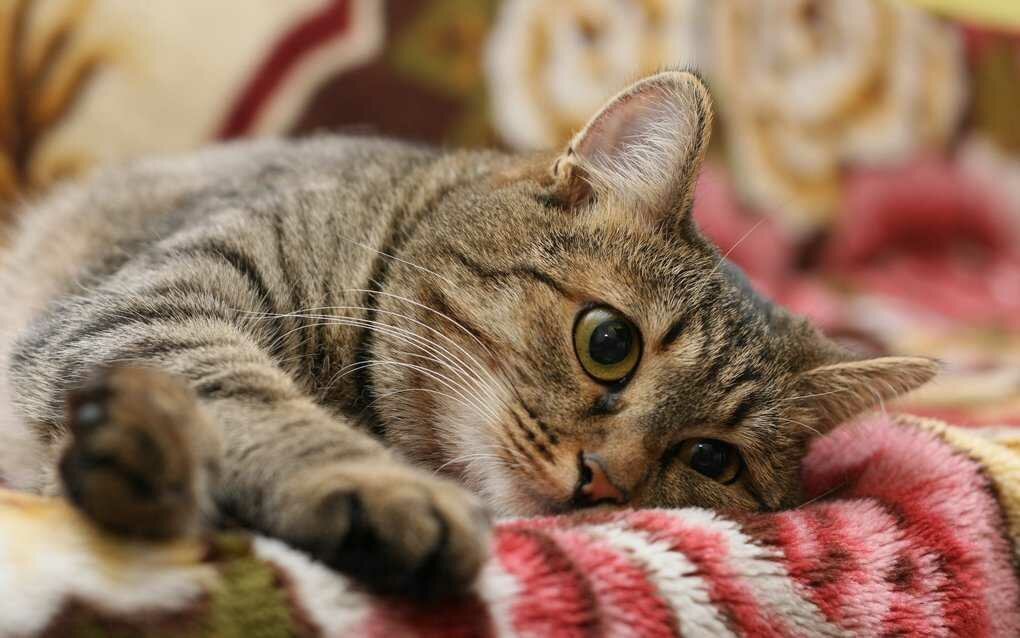 Привычки кошек, которые мы воспитываем сами Привычки кошек, которые мы воспитываем сами