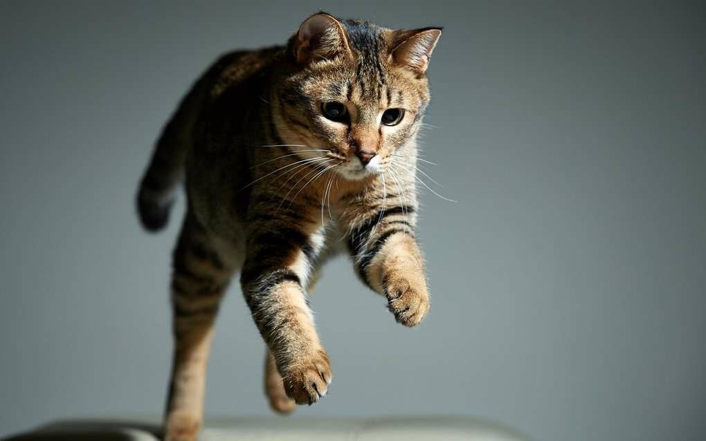 Привычки кошек, которые мы воспитываем сами Привычки кошек, которые мы воспитываем сами