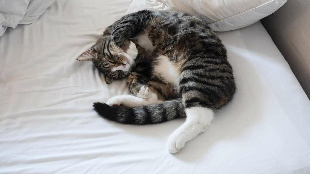 Привычки кошек, которые мы воспитываем сами Привычки кошек, которые мы воспитываем сами