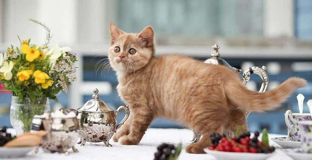 Привычки кошек, которые мы воспитываем сами Привычки кошек, которые мы воспитываем сами