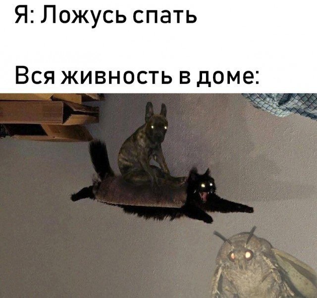 Прикольные картинки
