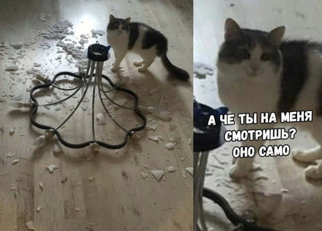 Прикольные картинки