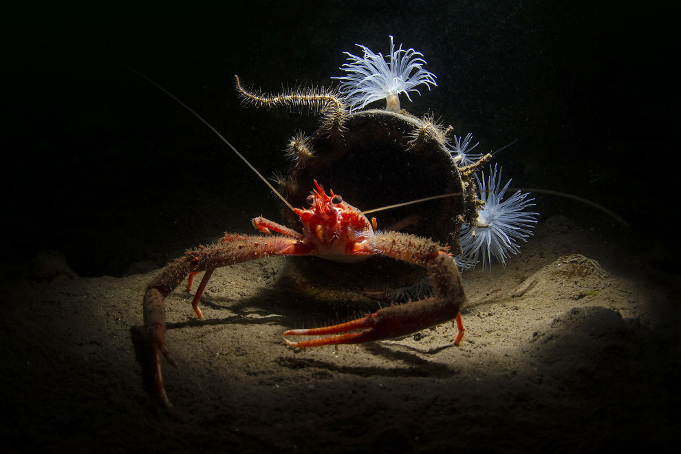 Победители Underwater Photographer of the Year 2019 Победители Underwater Photographer of the Year 2019