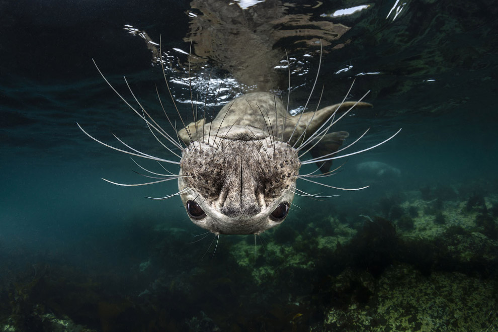 Победители Underwater Photographer of the Year 2019 Победители Underwater Photographer of the Year 2019