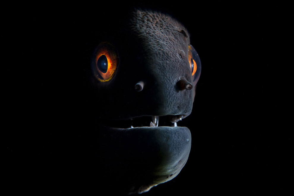 Победители Underwater Photographer of the Year 2019 Победители Underwater Photographer of the Year 2019