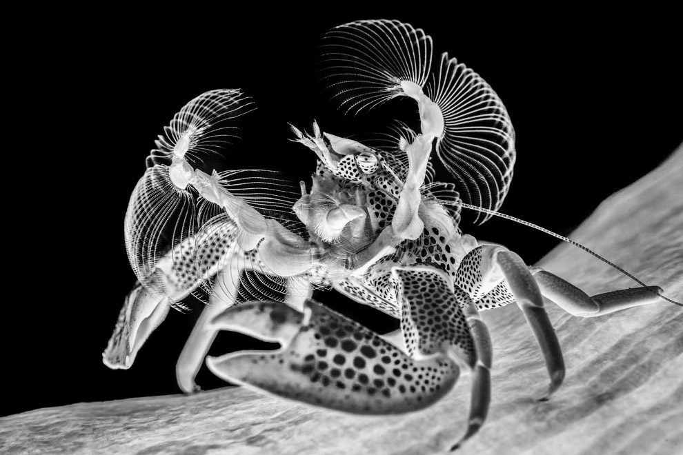 Победители Underwater Photographer of the Year 2019 Победители Underwater Photographer of the Year 2019