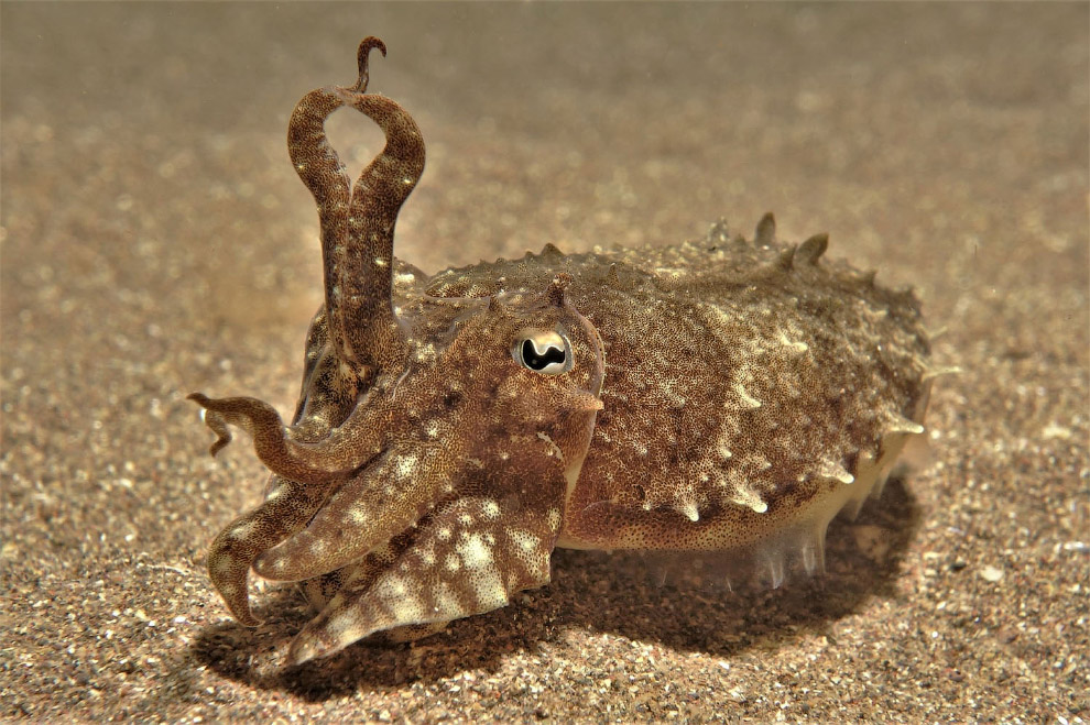 Победители Underwater Photographer of the Year 2019 Победители Underwater Photographer of the Year 2019
