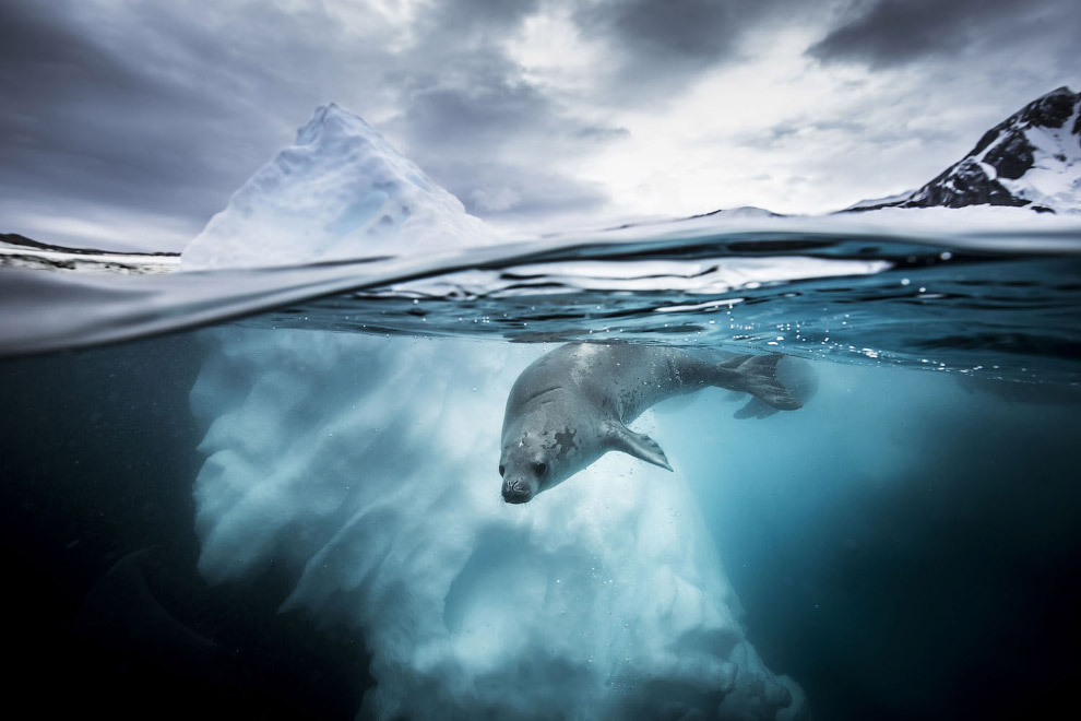 Победители Underwater Photographer of the Year 2019 Победители Underwater Photographer of the Year 2019