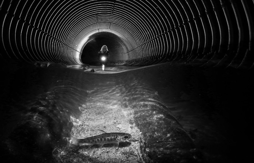 Победители Underwater Photographer of the Year 2019 Победители Underwater Photographer of the Year 2019