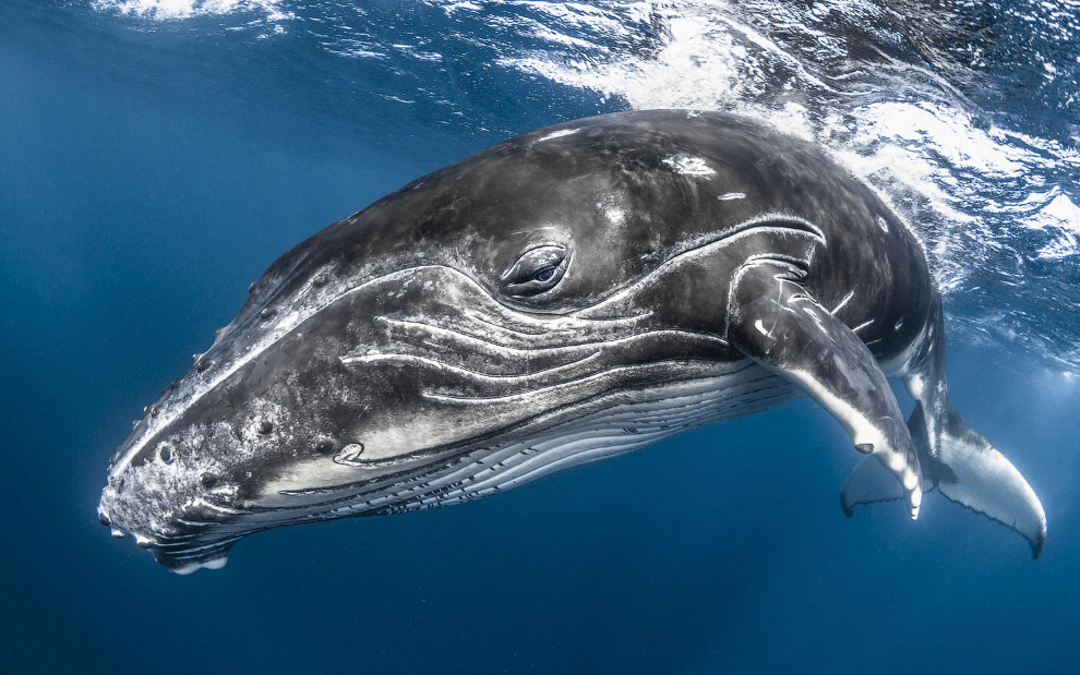 Победители Underwater Photographer of the Year 2019 Победители Underwater Photographer of the Year 2019