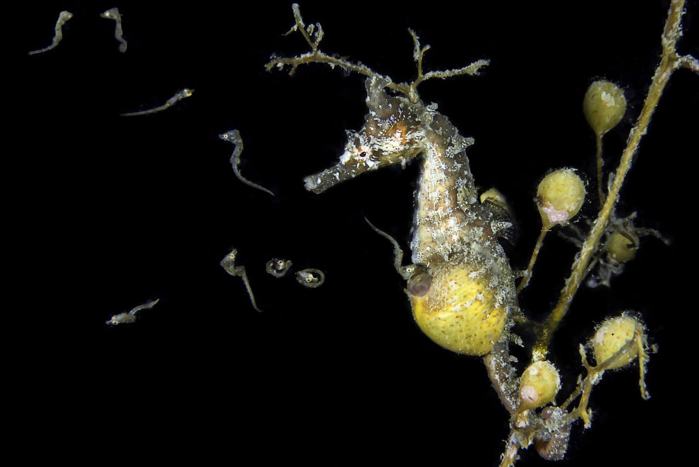 Победители Underwater Photographer of the Year 2019 Победители Underwater Photographer of the Year 2019