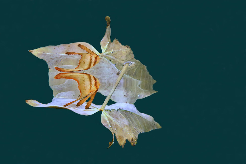 Победители Underwater Photographer of the Year 2019 Победители Underwater Photographer of the Year 2019