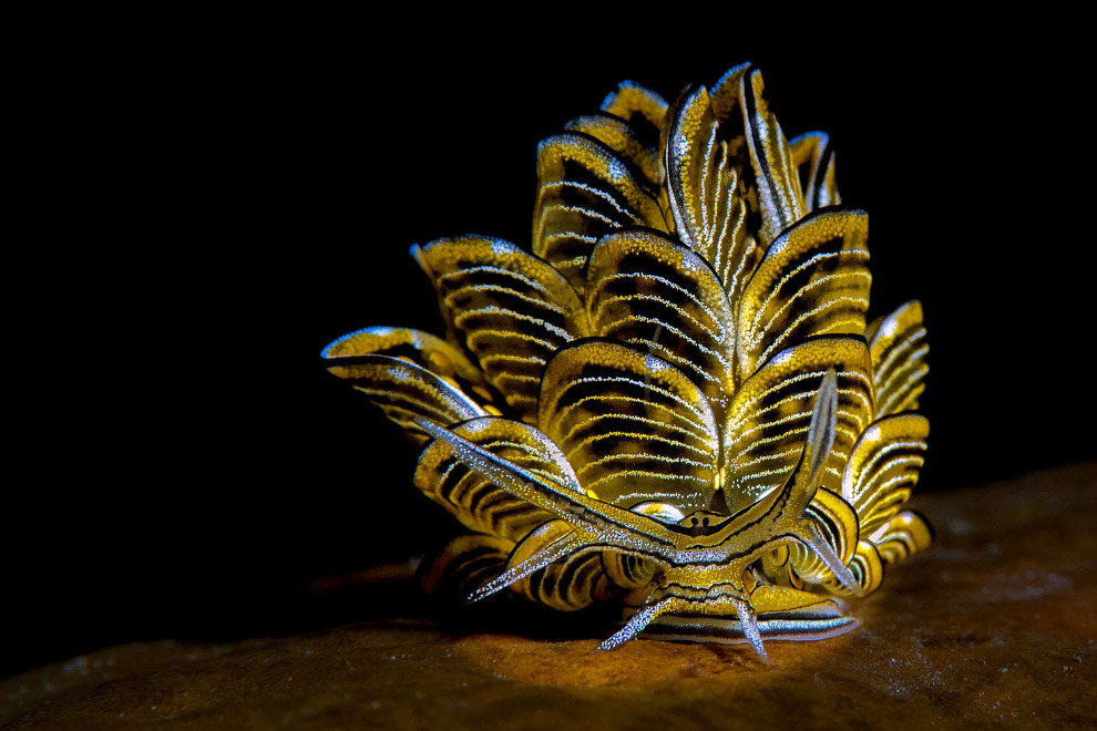 Победители Underwater Photographer of the Year 2019 Победители Underwater Photographer of the Year 2019