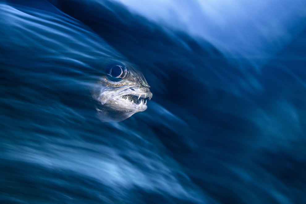 Победители Underwater Photographer of the Year 2019 Победители Underwater Photographer of the Year 2019