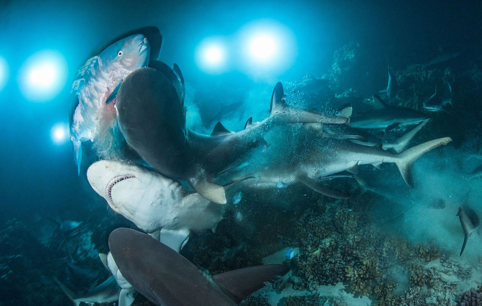 Победители Underwater Photographer of the Year 2019 Победители Underwater Photographer of the Year 2019