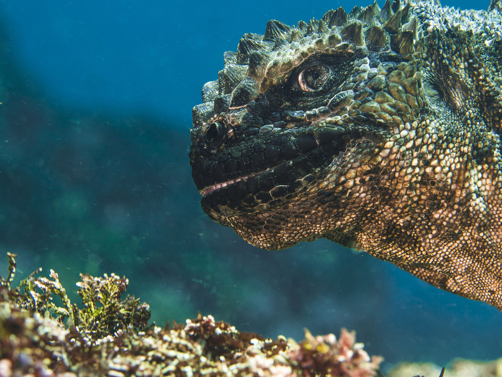 Победители Underwater Photographer of the Year 2019 Победители Underwater Photographer of the Year 2019