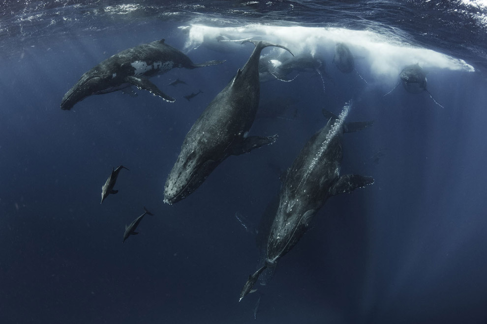 Победители Underwater Photographer of the Year 2019 Победители Underwater Photographer of the Year 2019