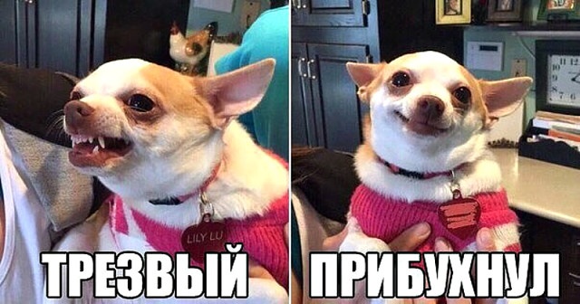 Алкогольный юмор с просторов сети