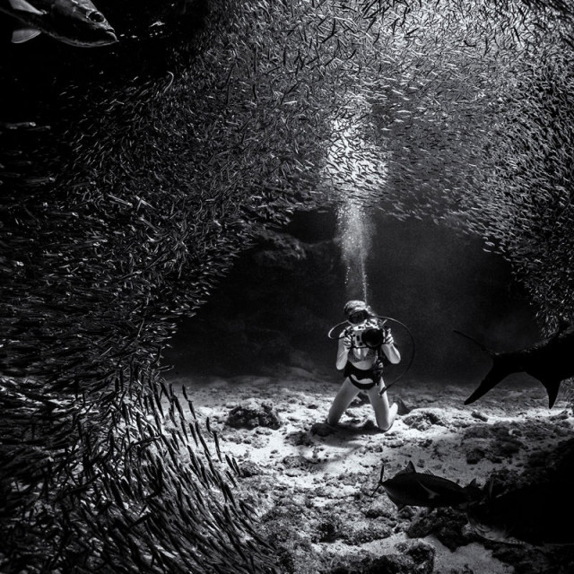 Победители конкурса Underwater Photographer of the Year 2019 Победители конкурса Underwater Photographer of the Year 2019