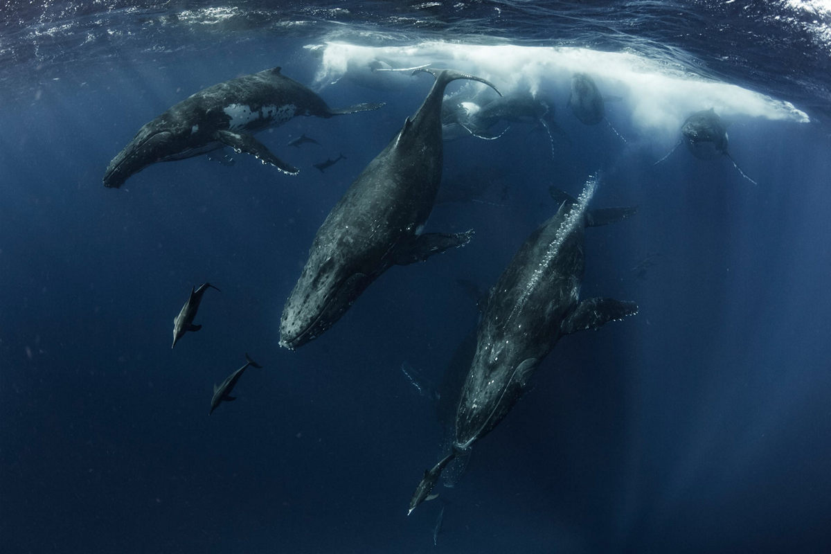 Победители конкурса Underwater Photographer of the Year 2019 Победители конкурса Underwater Photographer of the Year 2019