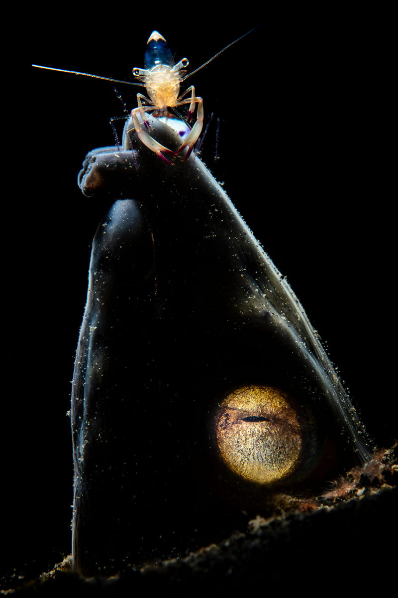 Победители конкурса Underwater Photographer of the Year 2019 Победители конкурса Underwater Photographer of the Year 2019