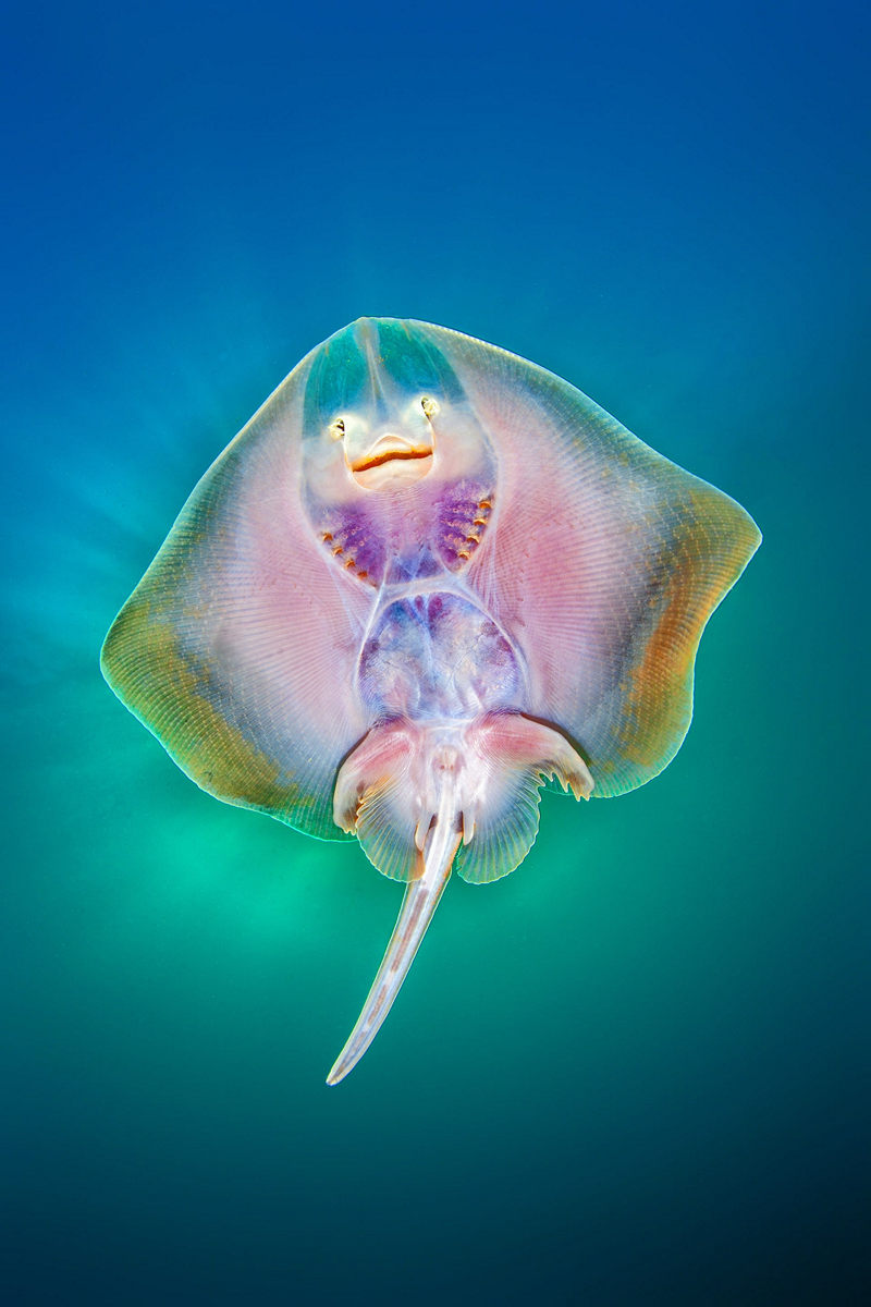 Победители конкурса Underwater Photographer of the Year 2019 Победители конкурса Underwater Photographer of the Year 2019