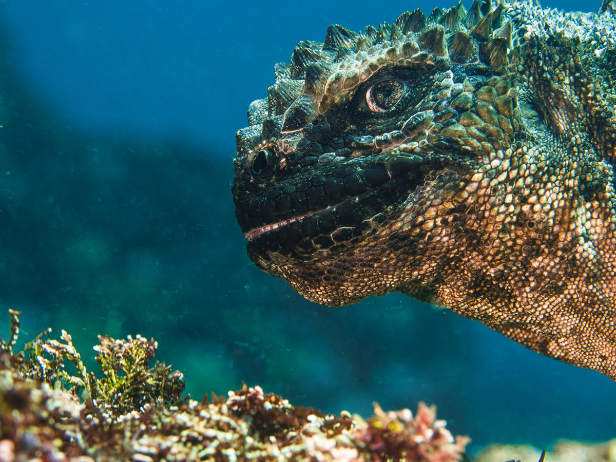Победители конкурса Underwater Photographer of the Year 2019 Победители конкурса Underwater Photographer of the Year 2019
