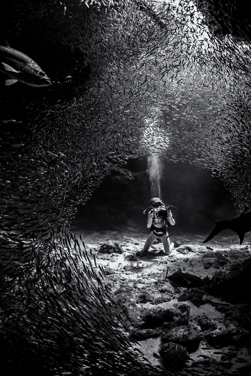 Победители конкурса Underwater Photographer of the Year 2019 Победители конкурса Underwater Photographer of the Year 2019