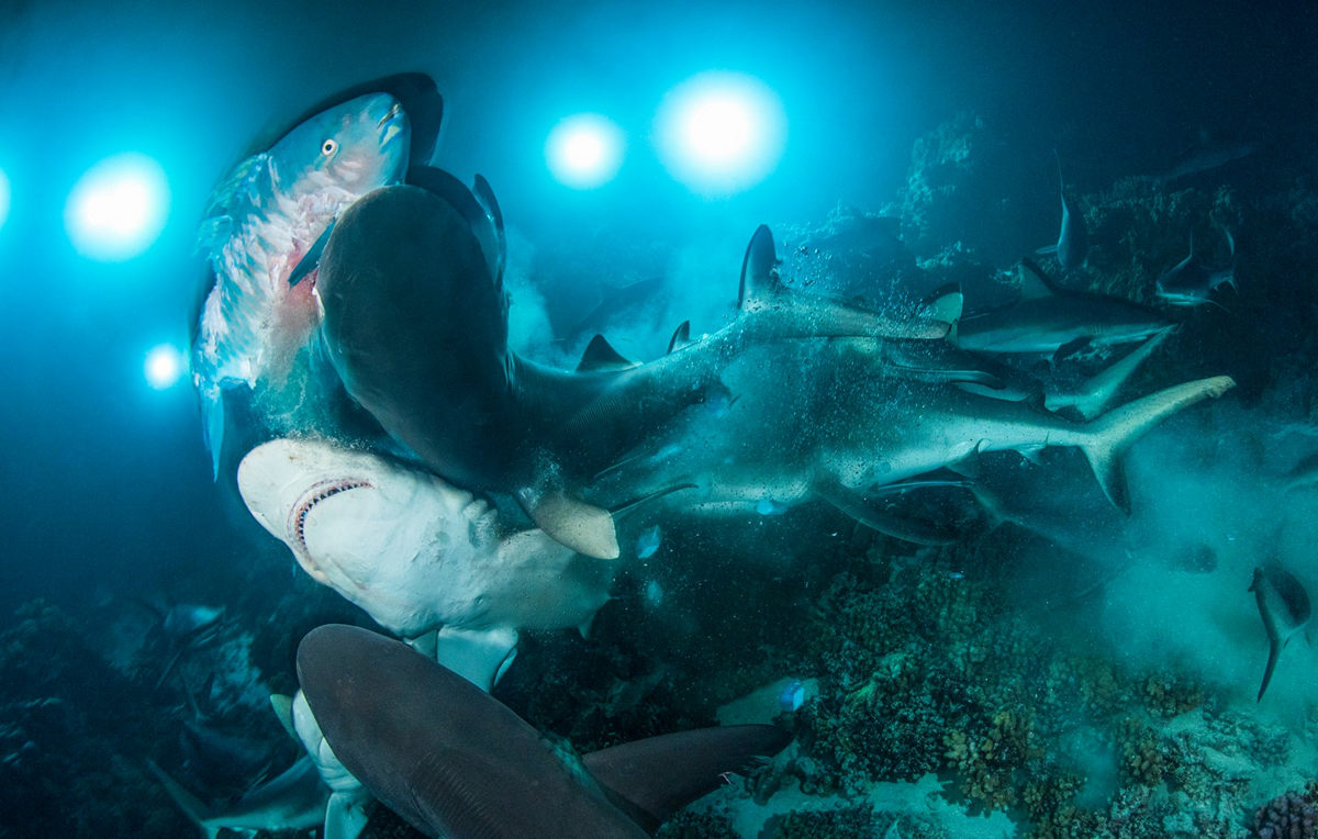 Победители конкурса Underwater Photographer of the Year 2019 Победители конкурса Underwater Photographer of the Year 2019
