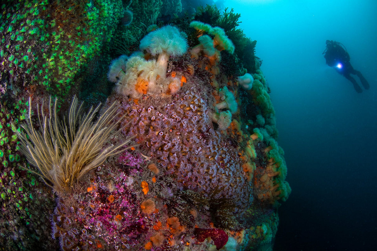 Победители конкурса Underwater Photographer of the Year 2019 Победители конкурса Underwater Photographer of the Year 2019