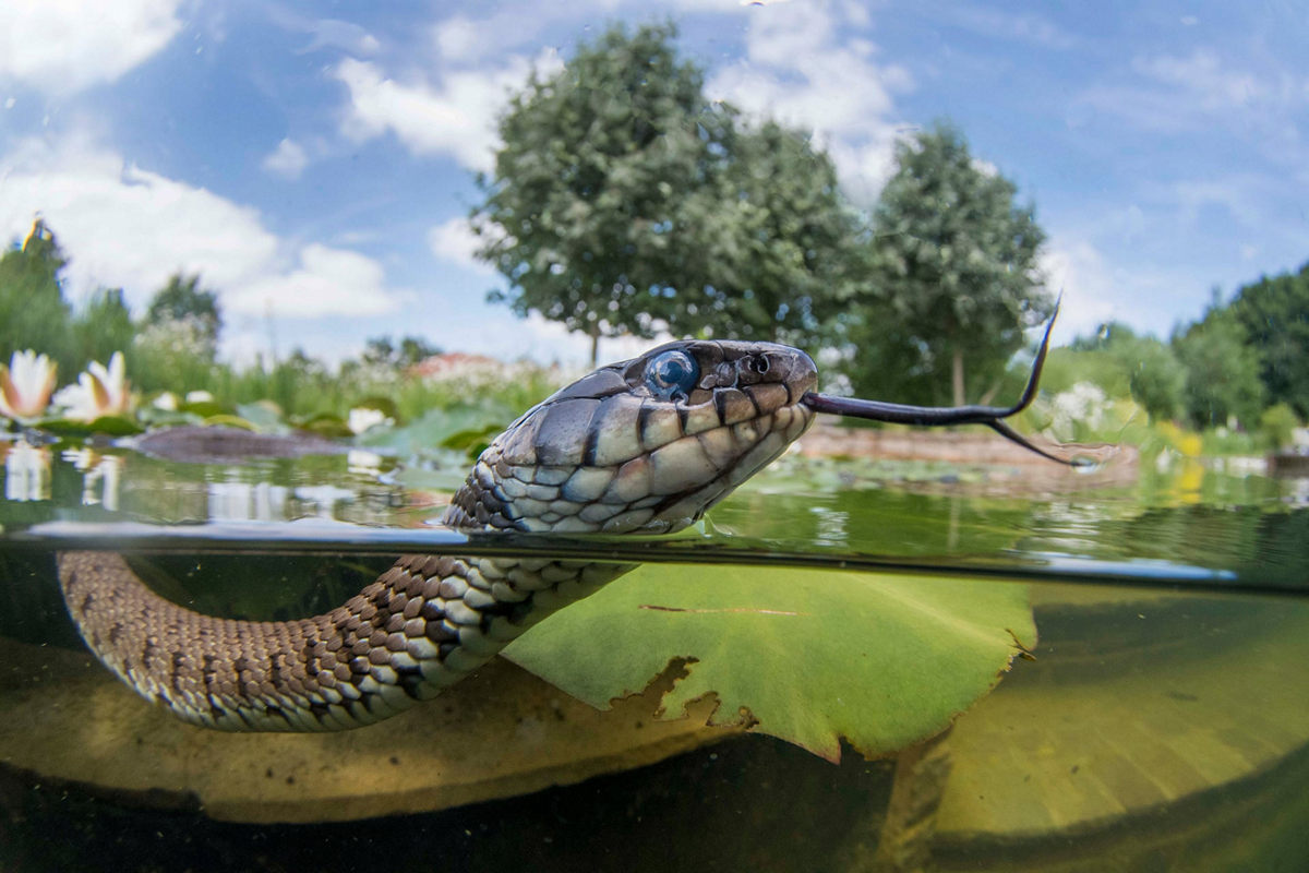 Победители конкурса Underwater Photographer of the Year 2019 Победители конкурса Underwater Photographer of the Year 2019