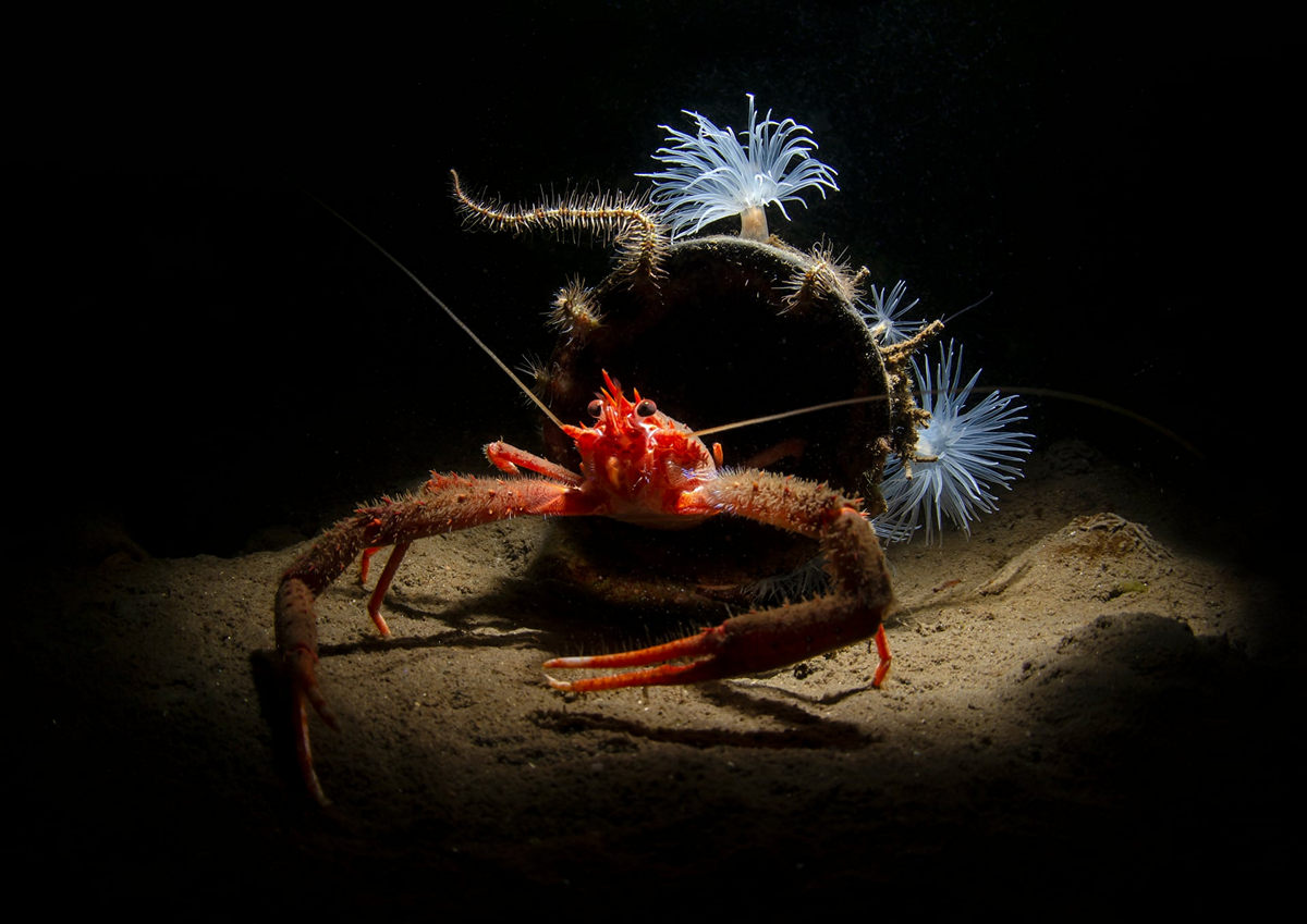 Победители конкурса Underwater Photographer of the Year 2019 Победители конкурса Underwater Photographer of the Year 2019