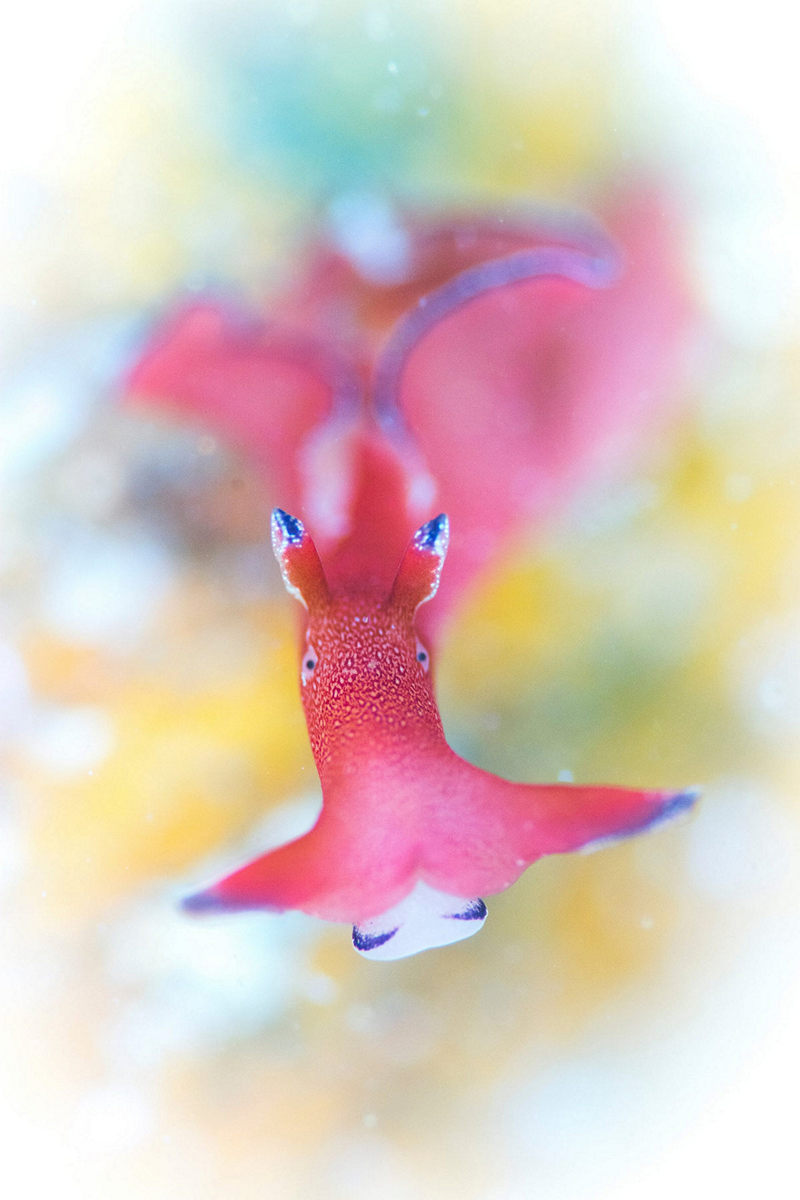 Победители конкурса Underwater Photographer of the Year 2019 Победители конкурса Underwater Photographer of the Year 2019
