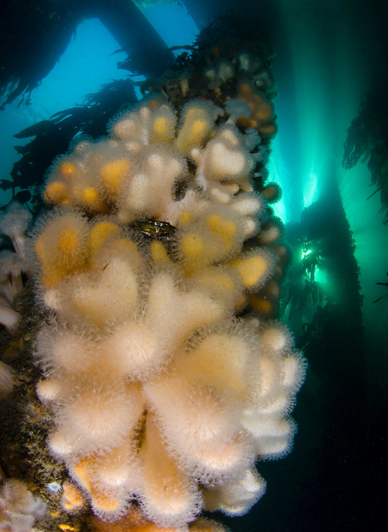 Победители конкурса Underwater Photographer of the Year 2019 Победители конкурса Underwater Photographer of the Year 2019