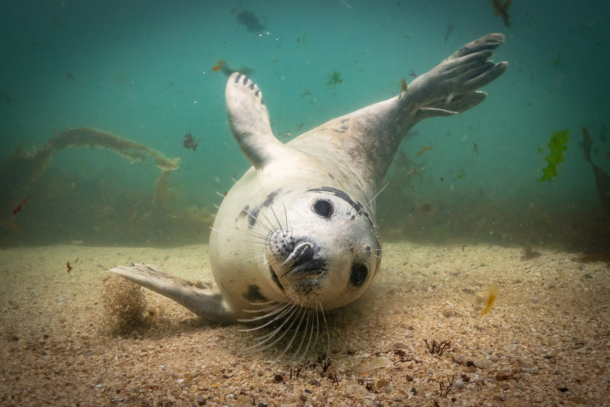 Победители конкурса Underwater Photographer of the Year 2019 Победители конкурса Underwater Photographer of the Year 2019