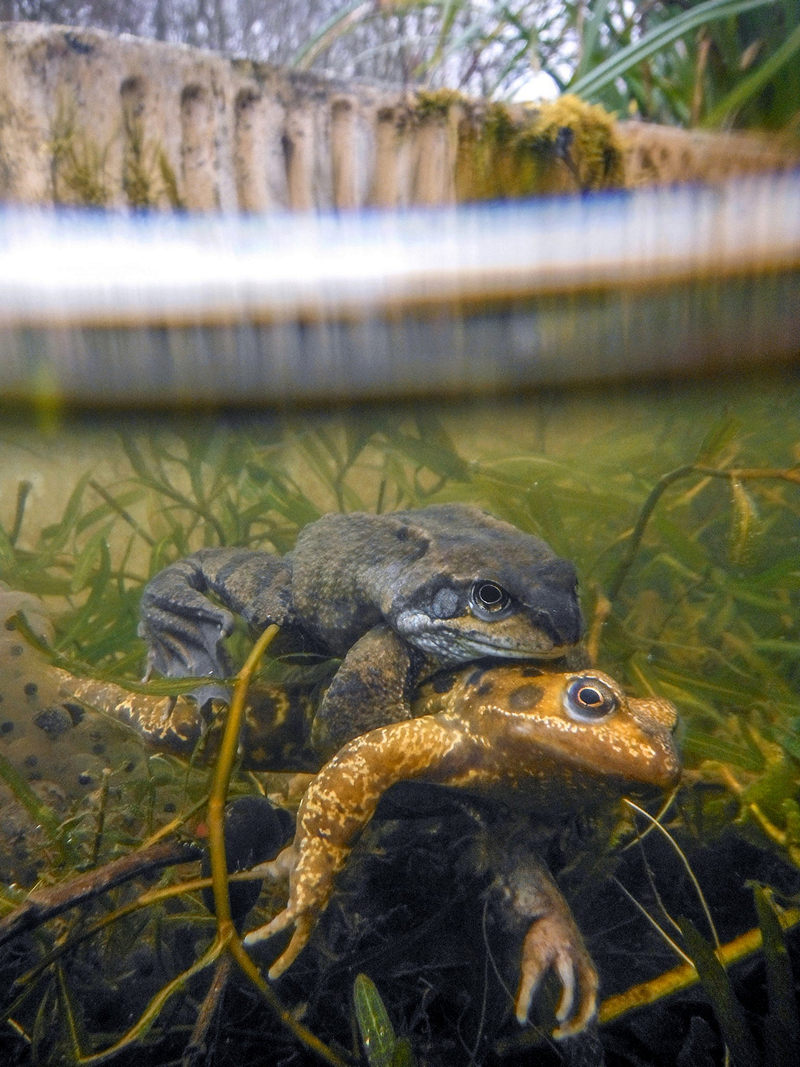 Победители конкурса Underwater Photographer of the Year 2019 Победители конкурса Underwater Photographer of the Year 2019