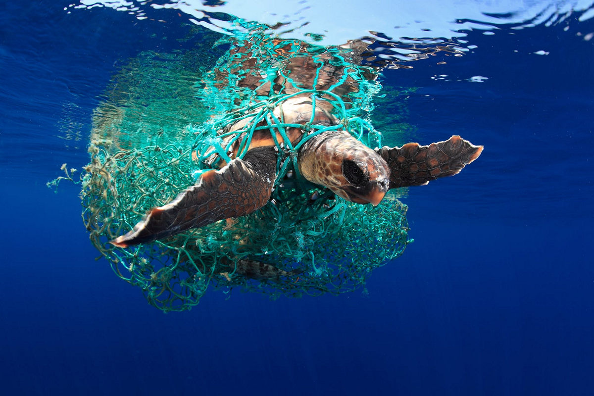 Победители конкурса Underwater Photographer of the Year 2019 Победители конкурса Underwater Photographer of the Year 2019