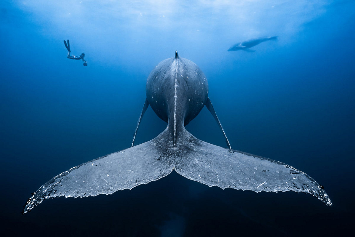 Победители конкурса Underwater Photographer of the Year 2019 Победители конкурса Underwater Photographer of the Year 2019