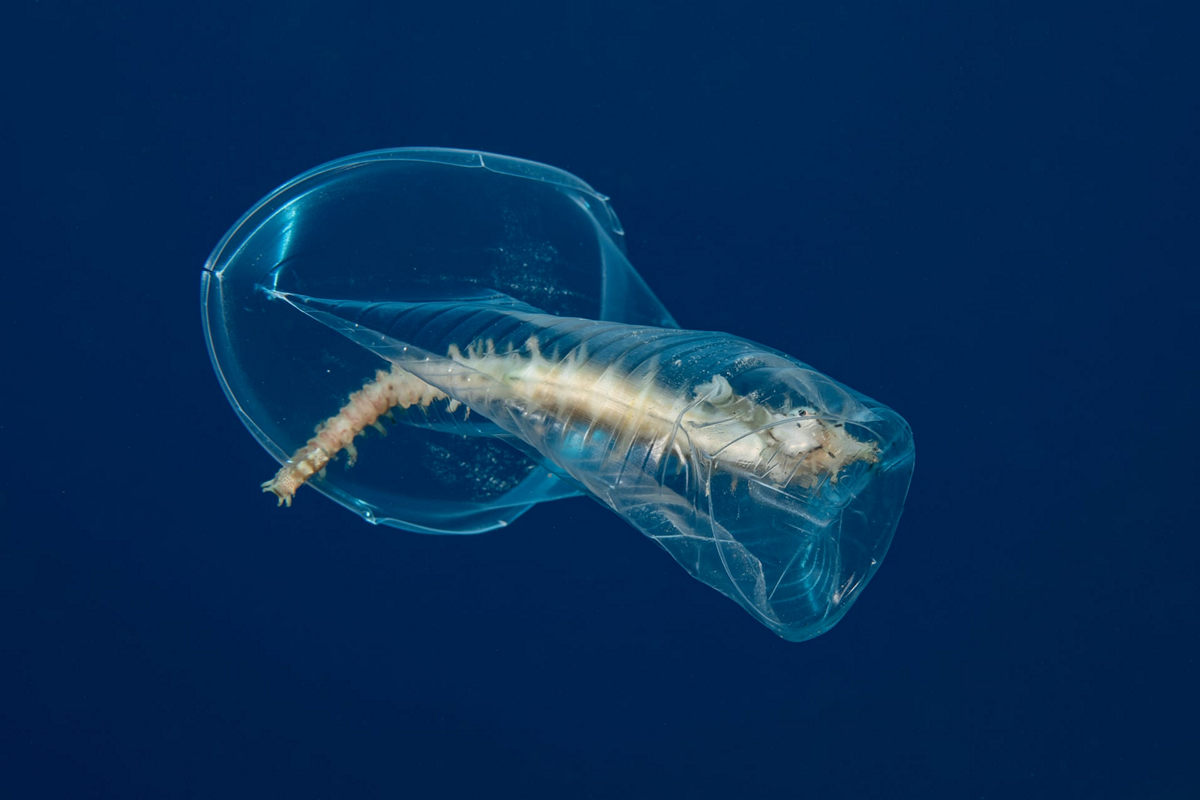 Победители конкурса Underwater Photographer of the Year 2019 Победители конкурса Underwater Photographer of the Year 2019