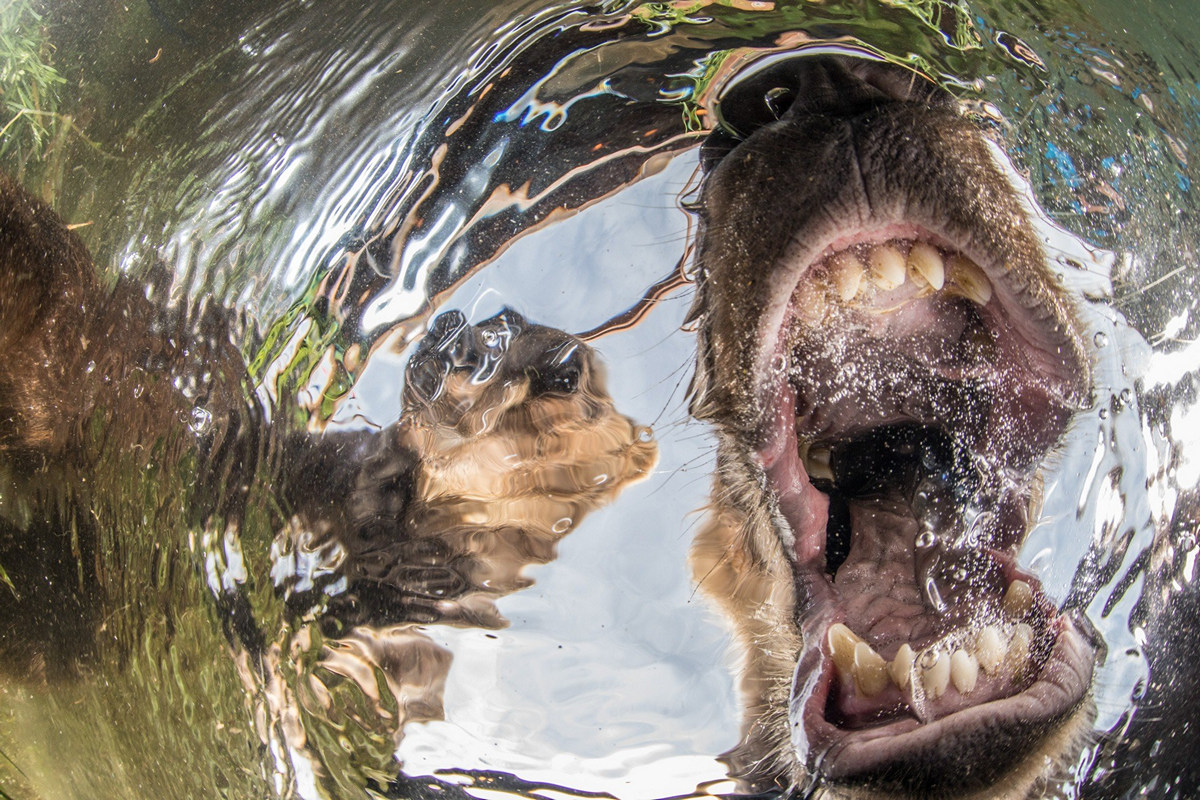 Победители конкурса Underwater Photographer of the Year 2019 Победители конкурса Underwater Photographer of the Year 2019