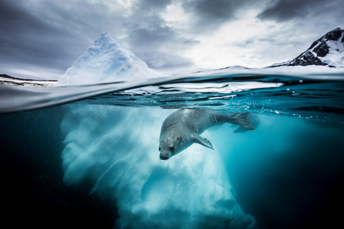 Победители конкурса Underwater Photographer of the Year 2019 Победители конкурса Underwater Photographer of the Year 2019
