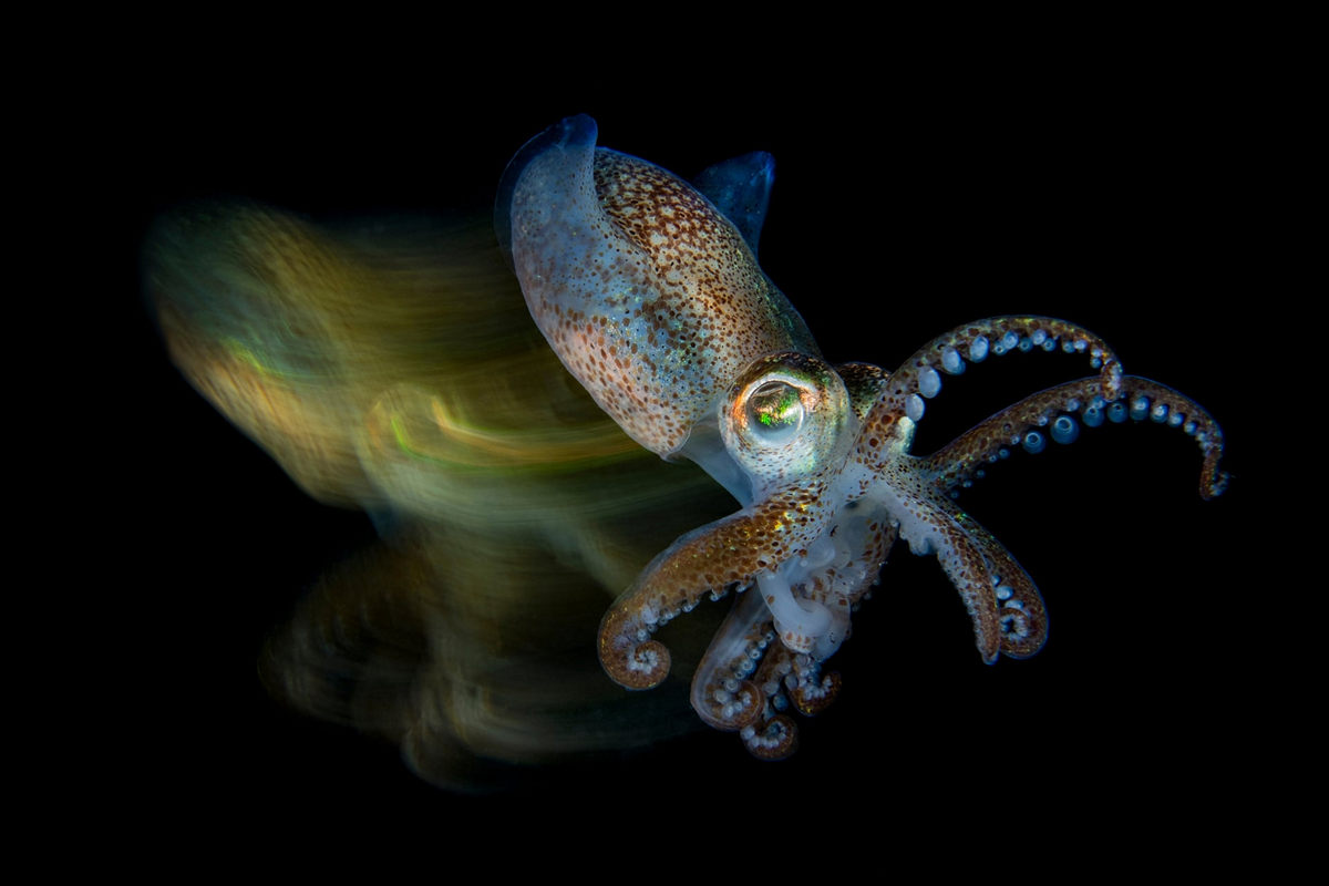 Победители конкурса Underwater Photographer of the Year 2019 Победители конкурса Underwater Photographer of the Year 2019