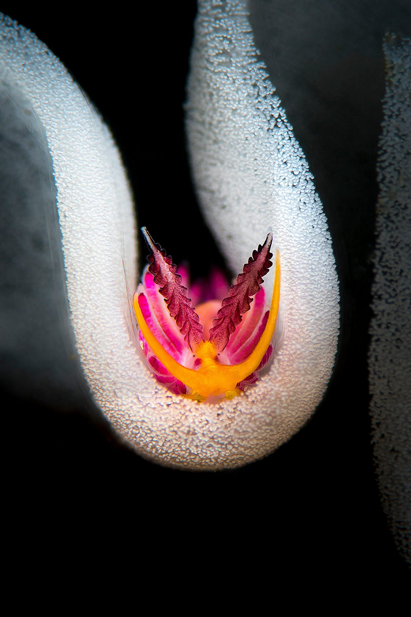 Победители конкурса Underwater Photographer of the Year 2019 Победители конкурса Underwater Photographer of the Year 2019